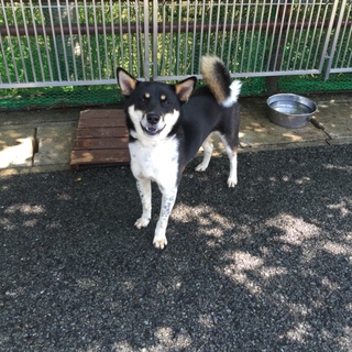 イチくん♪1歳素敵なご家族に迎えて頂けました