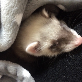 フェレットちゃんの里親募集！