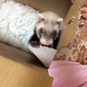 フェレットちゃんの里親募集！ サムネイル4