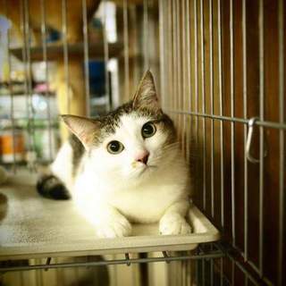 代理募集・パンちゃん