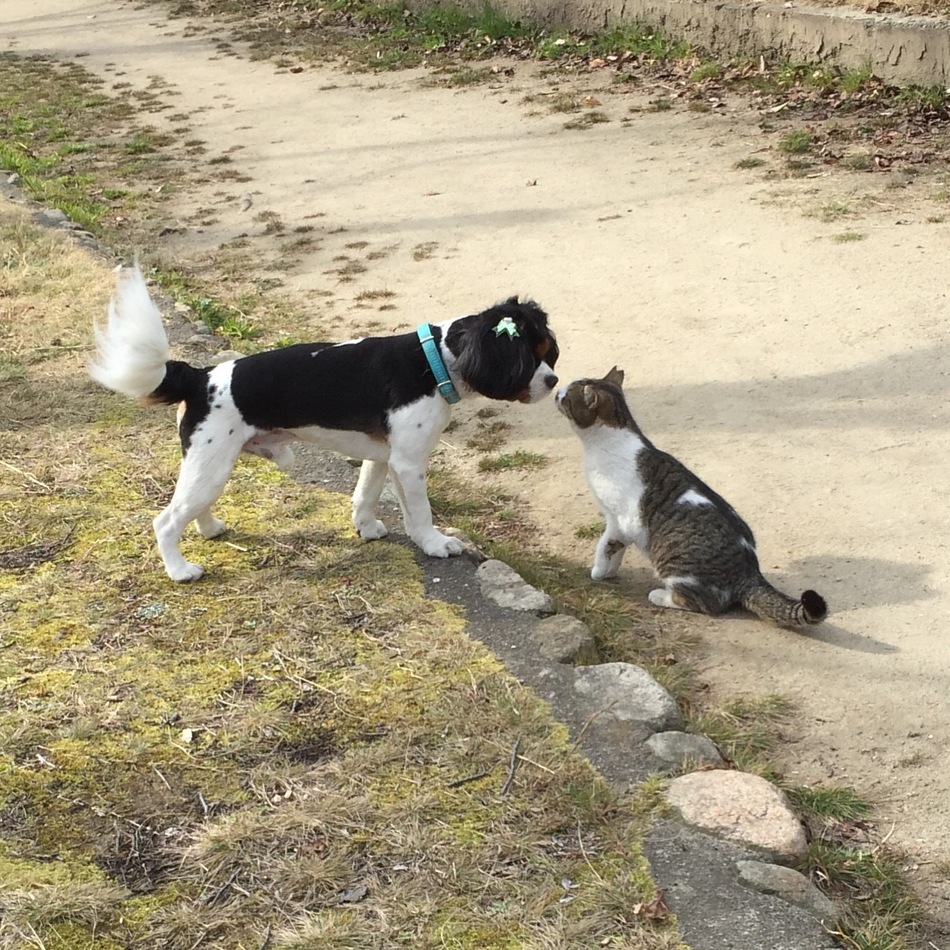 りん太のカバー写真