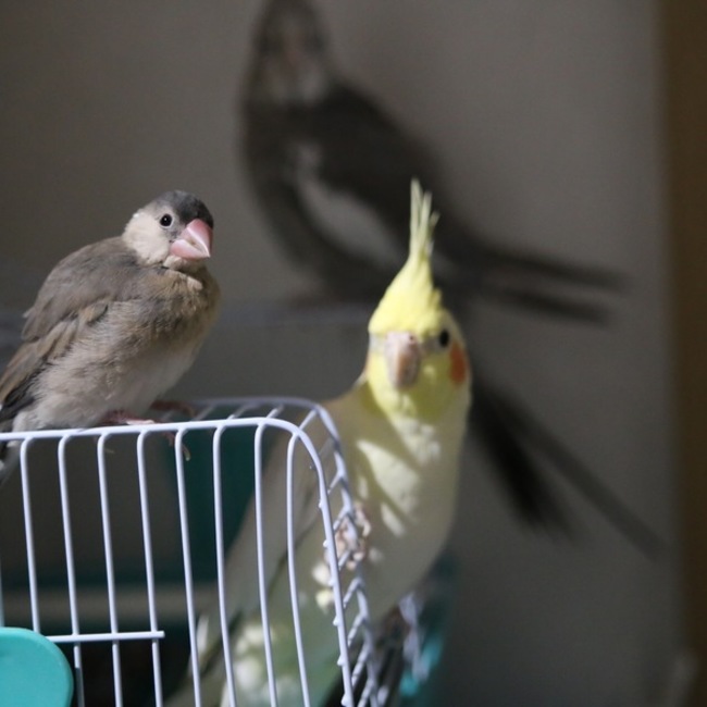 みらのれにすのカバー写真