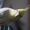 みらのれにす