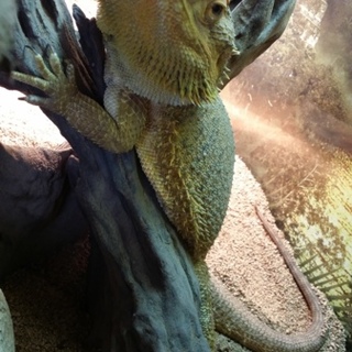 素敵な里親が見つかりました。