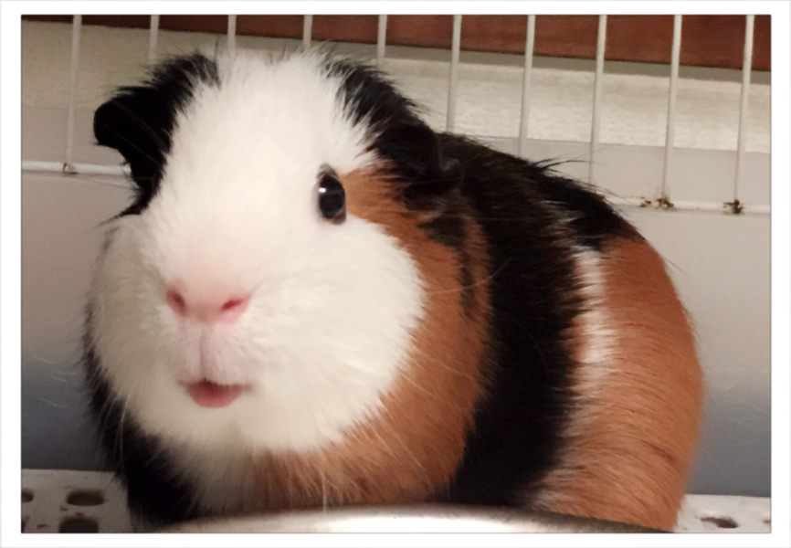 モルモット2匹の里親を募 埼玉県 小動物の里親募集 ペットのおうち 月間利用者150万人 モルモット2匹の里親を募 埼玉県 小動物の里親募集 ペットのおうち 月間利用者150万人