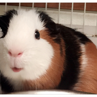 モルモット2匹の里親を募集します。