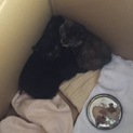 子猫の里親募集