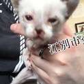 子猫の貰い手探しています！