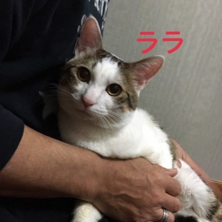 2匹のオス☆なつっこくてかわいいです