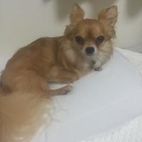 あんこ