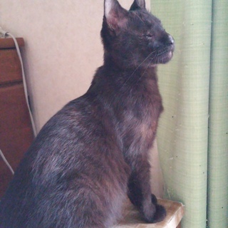 盲目のしまりちゃん