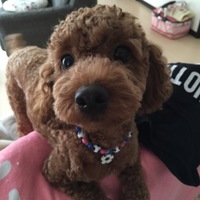 ふわり