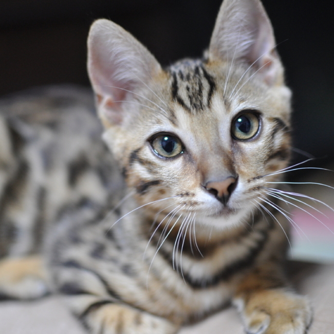 うちやす1964のカバー写真