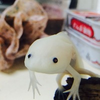 うぱこ