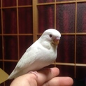 アルビノ セキセイインコの雛 里親様募集