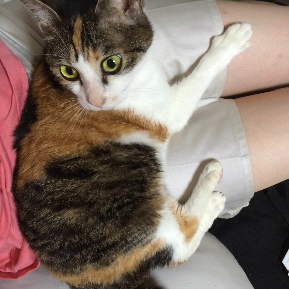 花子、ちぃのカバー写真