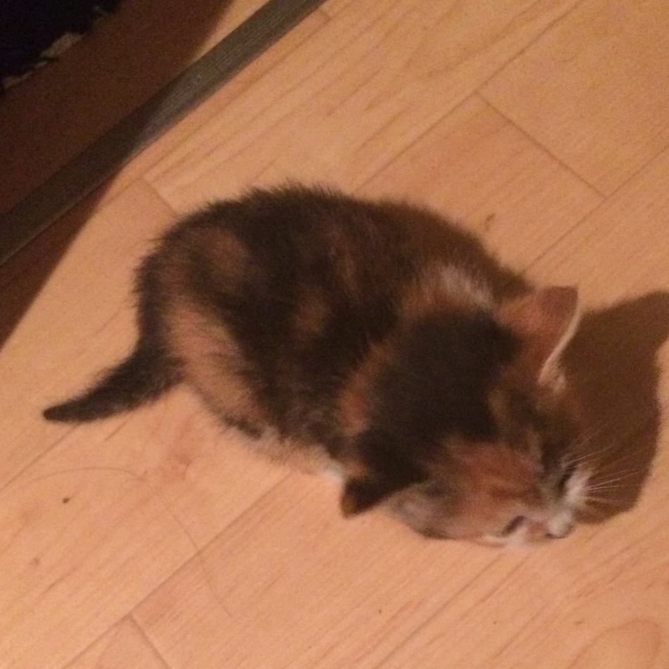 子猫の里親募集のカバー写真