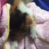 膝の上で寝るのが安心するようです