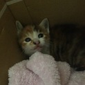 生後1ヶ月程度の三毛猫