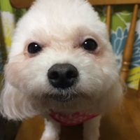 鈴