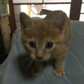 茶トラ