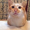ありがとうございます