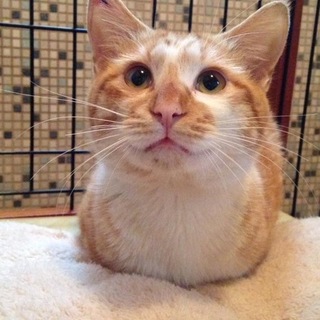 ありがとうございます