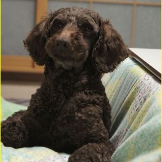 プードル　３歳