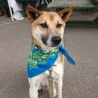 無駄吠えナシ！誰にでもフレンドリーな男の子10kg