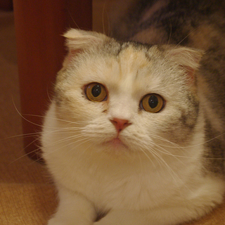 マイペースすぎる猫の里親募集中♪