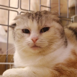 怖がりだけど可愛くアピールしちゃう猫の家族募集中♪