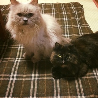 サビ長毛の穏やかなスリスリあさひちゃん