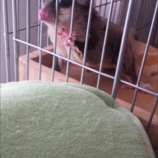 フクロモモンガ【応募ありがとうございました】