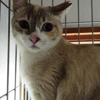 リコ　　おとなしくていい子です