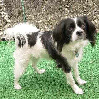 キャバリアミックス3歳素敵な里親様に決まりました