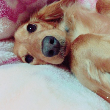 甘えん坊こまさん