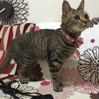 交渉中！小柄な女の子 2歳 リボン