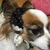 愛犬♥️