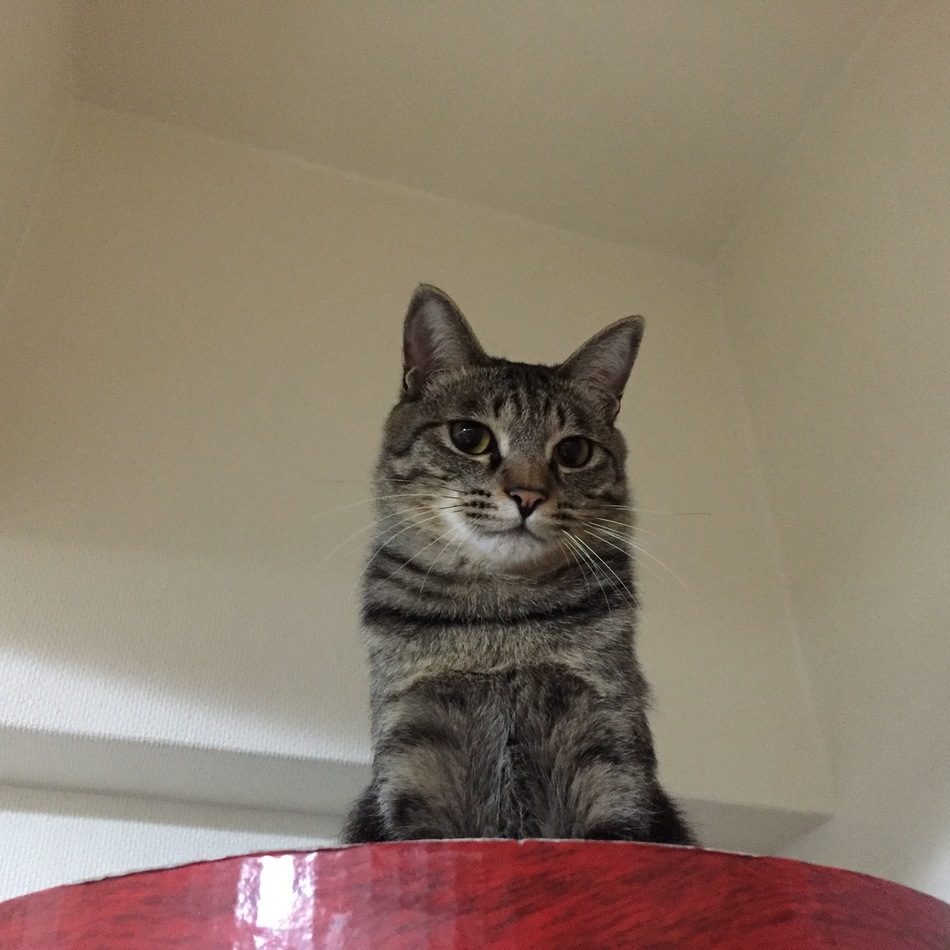 おやつのカバー写真