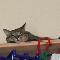 おやつ