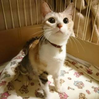 交渉中です▼美猫な三毛猫ちゃん♡