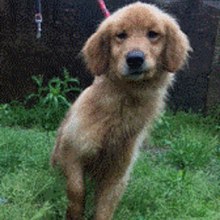 人懐っこいゴールデン（2歳）