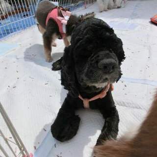 「クリス」マイペースで穏やか