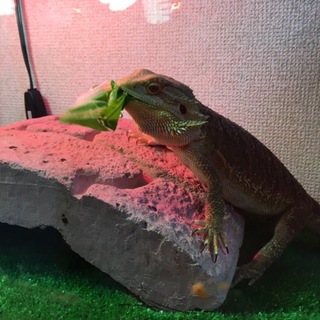 フトアゴヒゲトカゲ