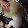 ココナージュ