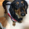 ほーく