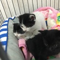 子猫ちゃん♡500ｇ