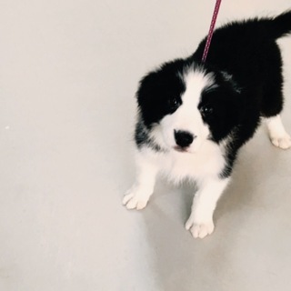 募集停止ボーダーコリー女の子４ヶ月