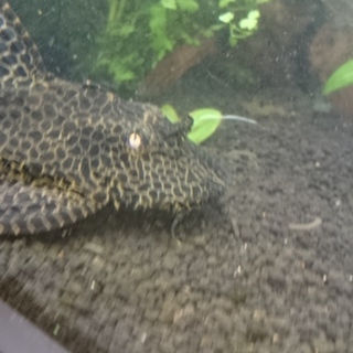 可愛がってください