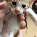 ノミダニ駆除しました 子猫 室内飼い